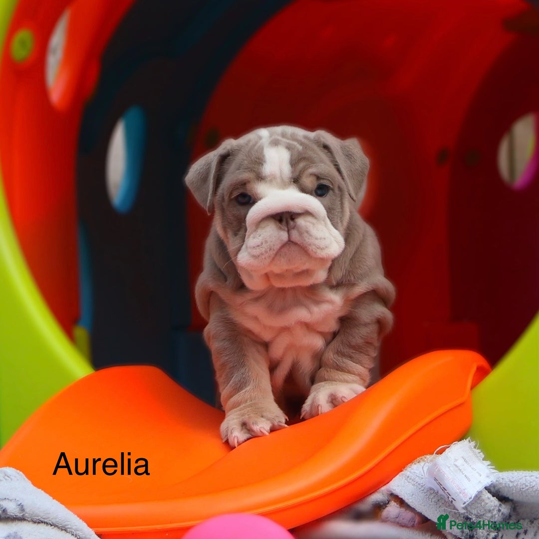 English Bulldog dogs for sale: Outstanding English bulldog puppies - Image 14