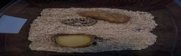 Snake reptiles for sale: Western hognose - Toffee  in Weston-super-Mare - Advert 3