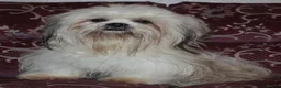 Lhasa Apso dogs for sale: Home bred stunning male Lhasa Apso - Advert 6