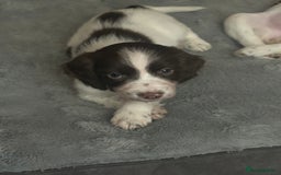 English Springer Spaniel dogs for sale: English springer spaniel puppies for sale - Image 9