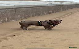 English Bulldog dogs for sale: Intact male lilac British bulldog - Image 3