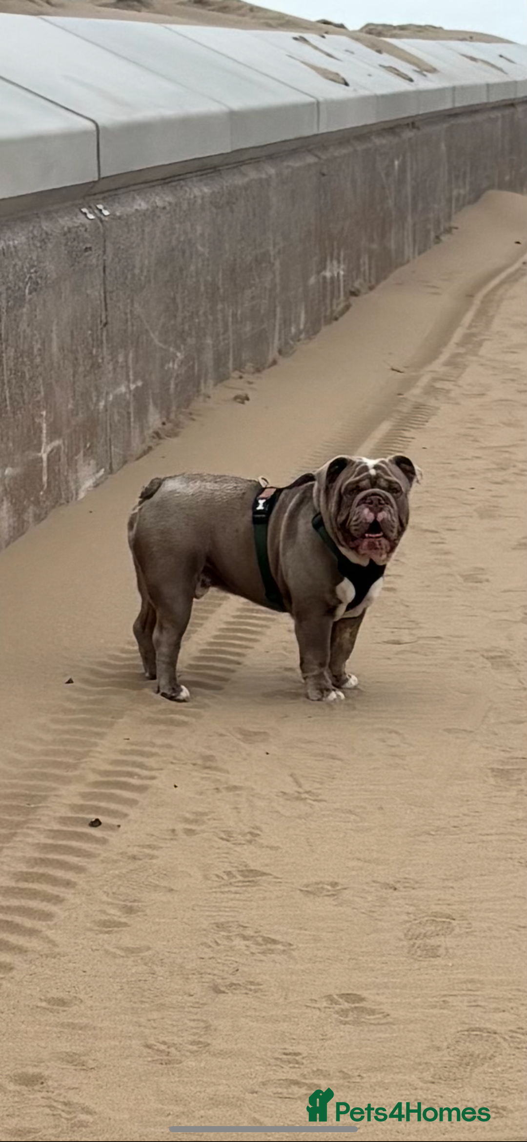 English Bulldog dogs for sale: Intact male lilac British bulldog - Image 3