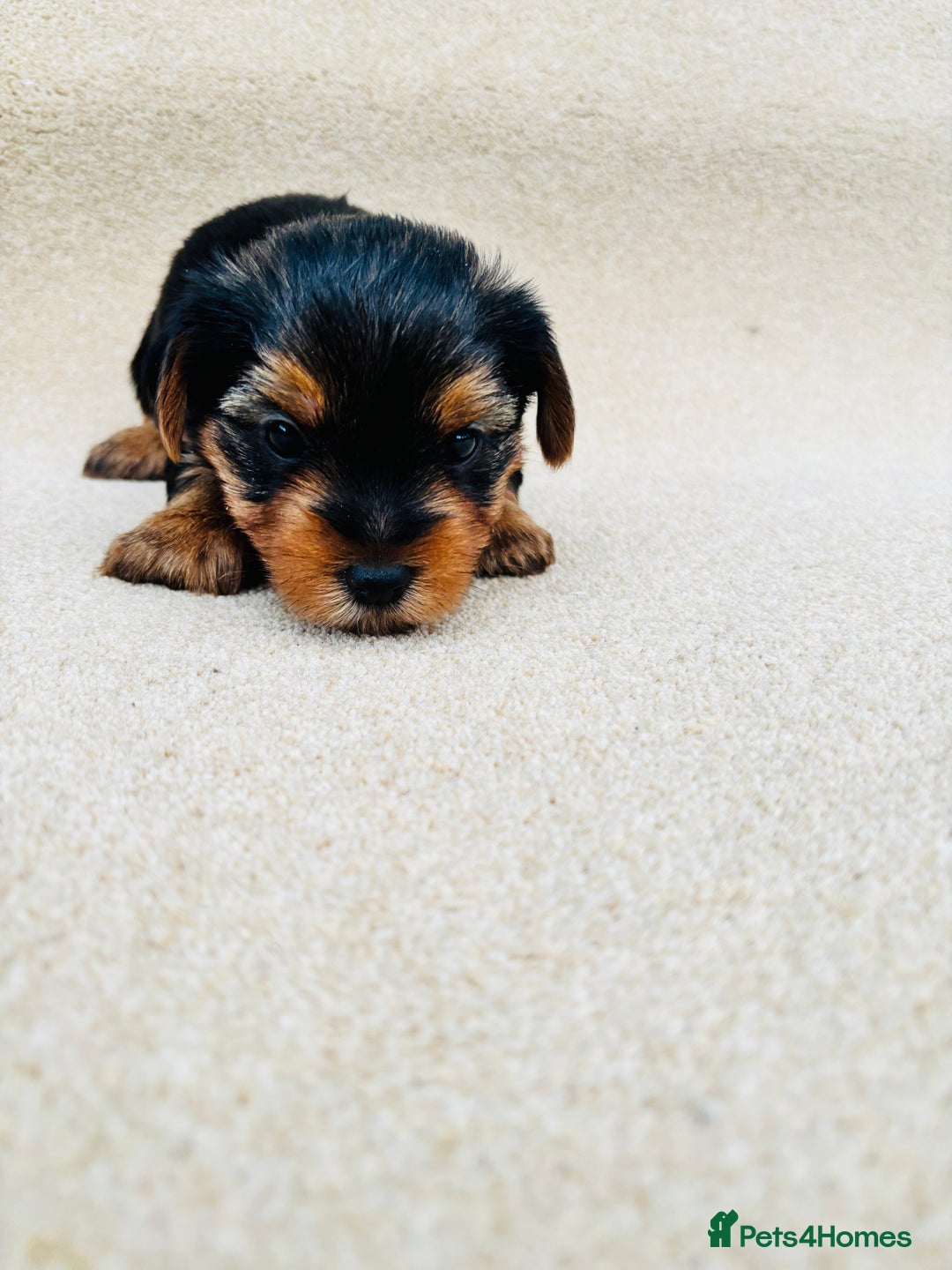 Yorkshire Terrier dogs for sale: Beautiful litter of Yorkshire terrier puppies - Advert 17