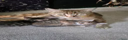 Mixed Breed cats for sale: 3 boys 2 girls kittens  - Advert 10