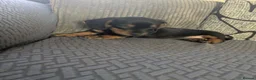 Dachshund dogs for sale: Dachshund  in Brierley Hill - Advert 2