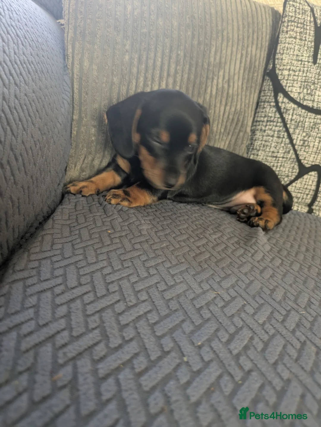 Dachshund dogs for sale: Dachshund  in Brierley Hill - Advert 2