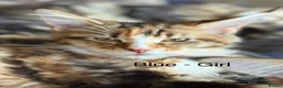 Maine Coon cats for sale: Stunning Maine Coon Kittens Looking for 5⭐️ Homes - Advert 10