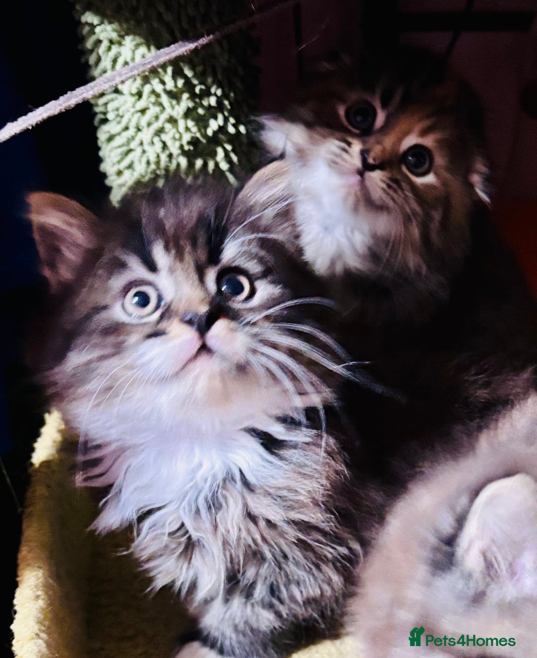 Scottish Fold cats for sale: Scotich fold long hair  - Image 5