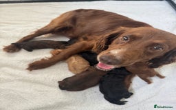 Cockapoo dogs for sale: Beautiful Cockapoos Full Health Tested  - Image 8