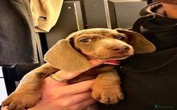 Dachshund dogs for sale: Bella - Advert 2