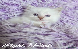 Ragdoll cats for sale: GCCF REG PEDIGREE RAGDOLL KITTENS - Image 7