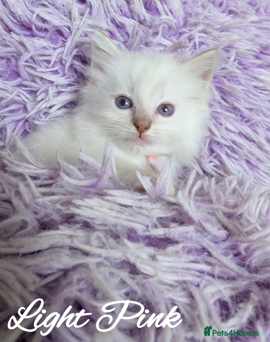 Ragdoll cats for sale: GCCF REG PEDIGREE RAGDOLL KITTENS - Image 7