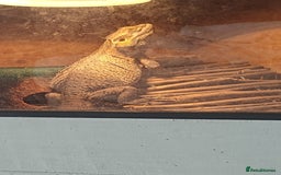Bearded Dragon reptiles for sale: Bearded dragon and vivarium - Image 4
