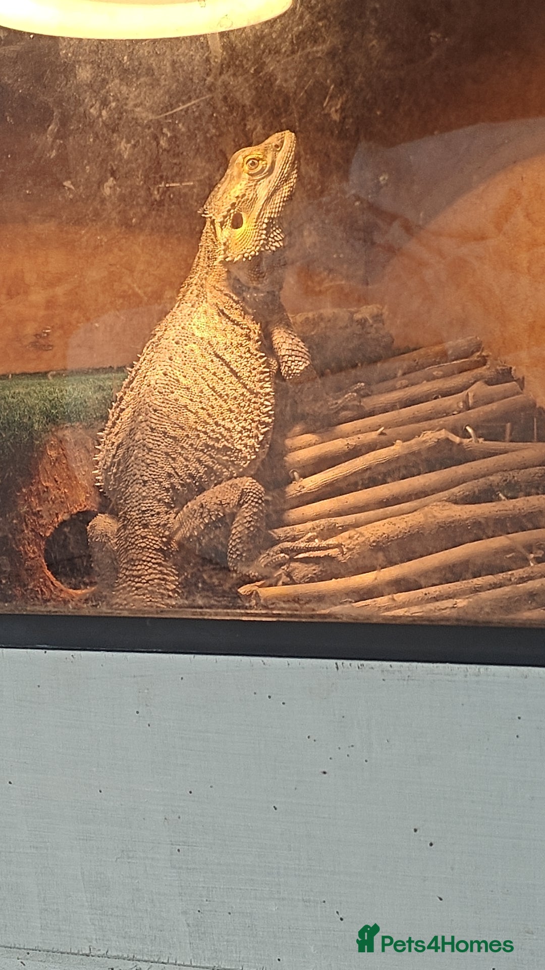 Bearded Dragon reptiles for sale: Bearded dragon and vivarium - Image 4