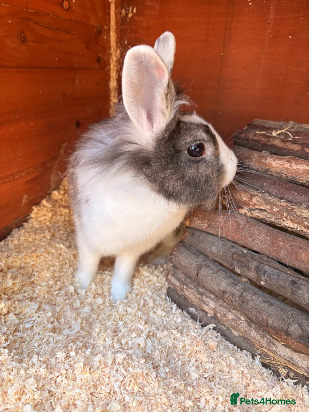 Mini Lion Lop rabbits for sale: Two female rabbits bonded pair, Lop X lionhead.  - Advert 2