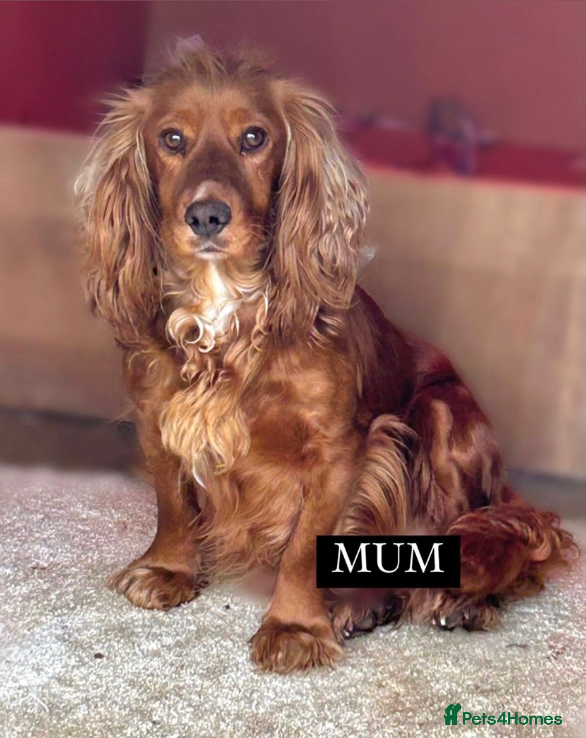 Cocker Spaniel dogs KC REGISTERED, WORKING COCKER SPANIEL PUPPIES🐶🐾 - Advert 17