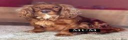 Cocker Spaniel dogs for sale: KC REGISTERED, WORKING COCKER SPANIEL PUPPIES🐶🐾 - Advert 1