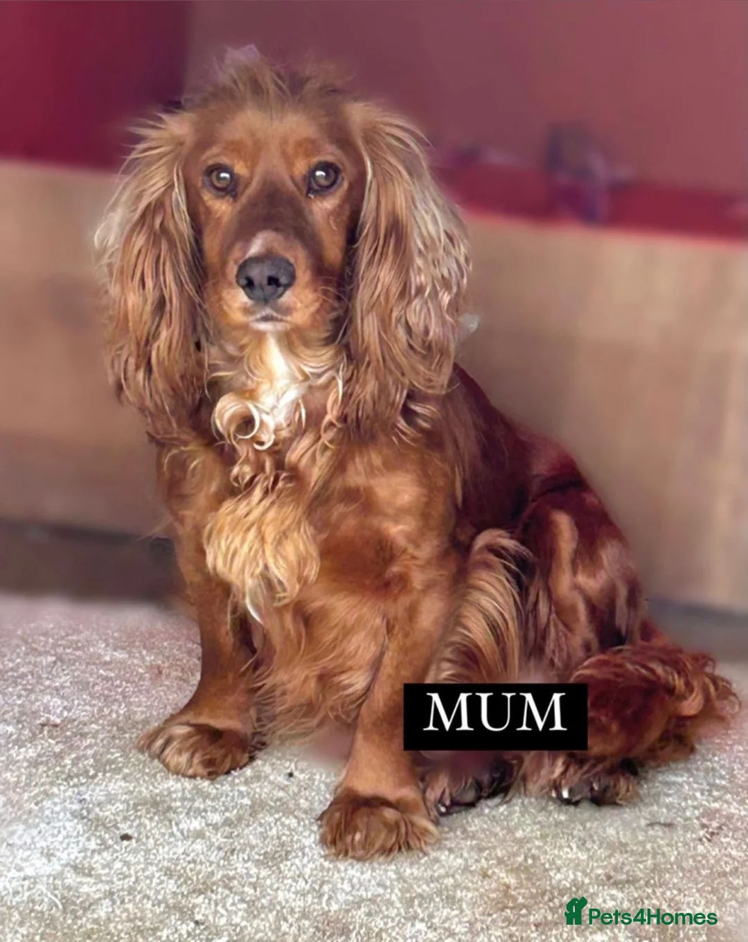 Cocker Spaniel dogs for sale: KC REGISTERED, WORKING COCKER SPANIEL PUPPIES🐶🐾 - Advert 1