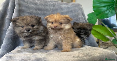 Chihuahua dogs Female Pomeranian puppy ready now  - Advert 6