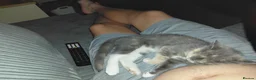 Persian cats for sale: 4 month old persian kutten called zora in Carluke - Advert 2