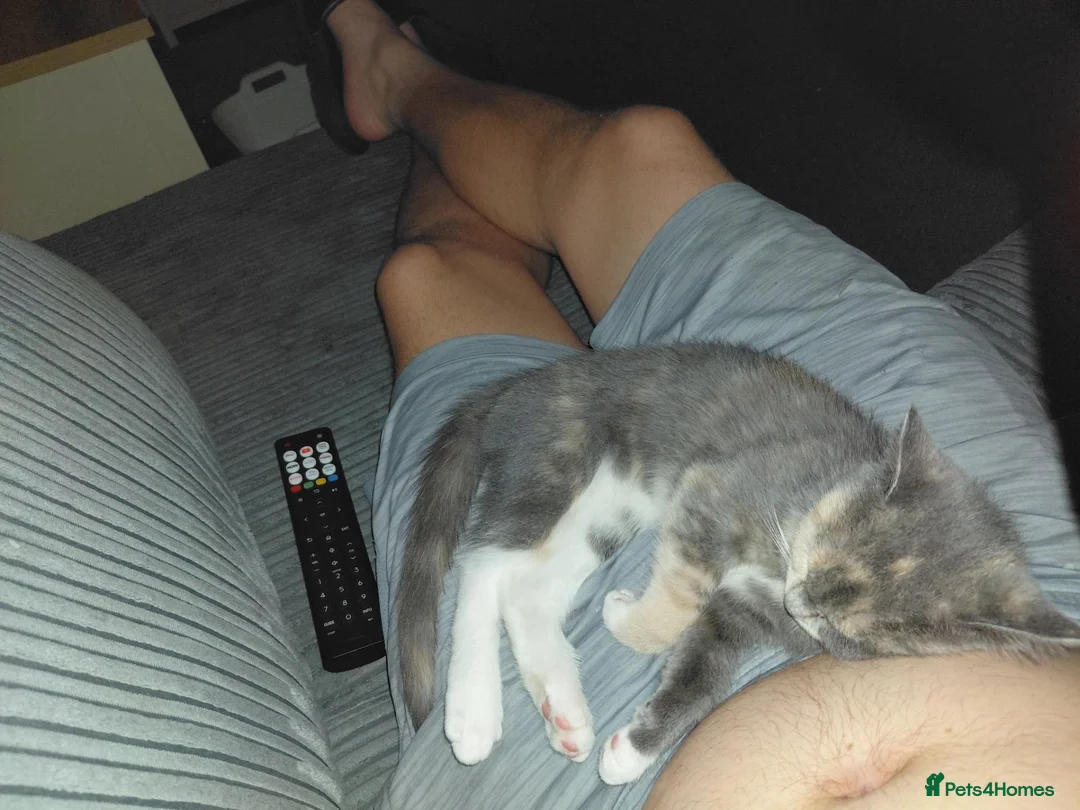 Persian cats for sale: 4 month old persian kutten called zora in Carluke - Advert 2