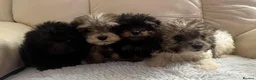 Cockapoo dogs for sale: Beautiful cockapoos ready now 😍  in Knaresborough - Advert 5
