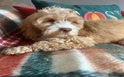 Cockapoo dogs for sale: Stunning cockapoos - Image 6