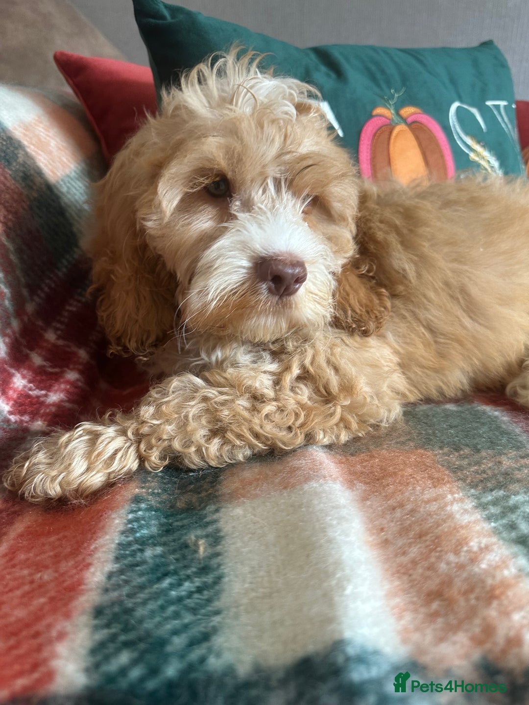 Cockapoo dogs for sale: Stunning cockapoos - Image 6