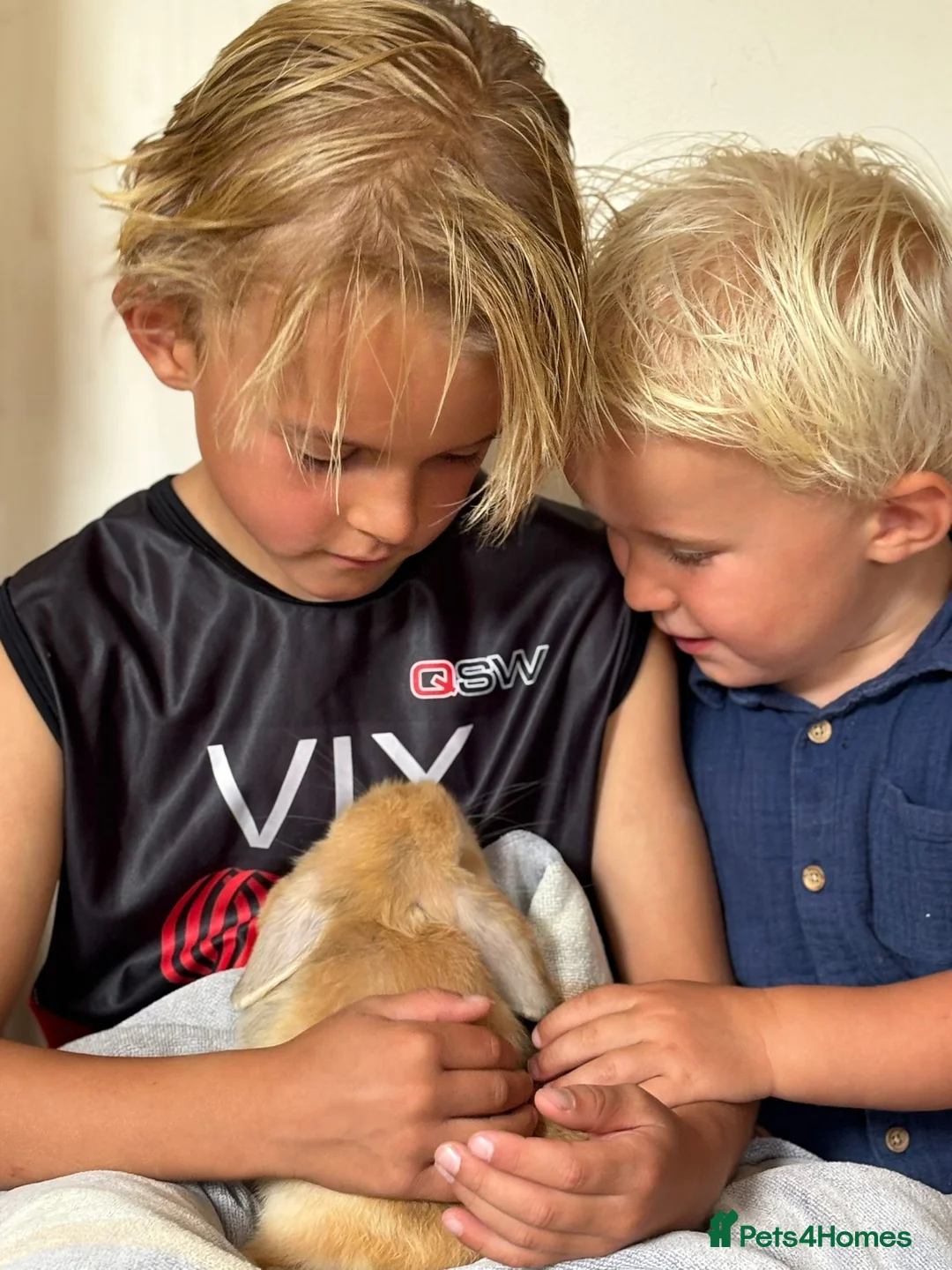 Mini Lop rabbits for sale: Mini lop babies-exceptionally well handled - Advert 4