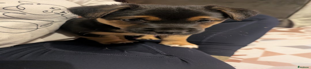 Jack Russell Puppy - Teddy