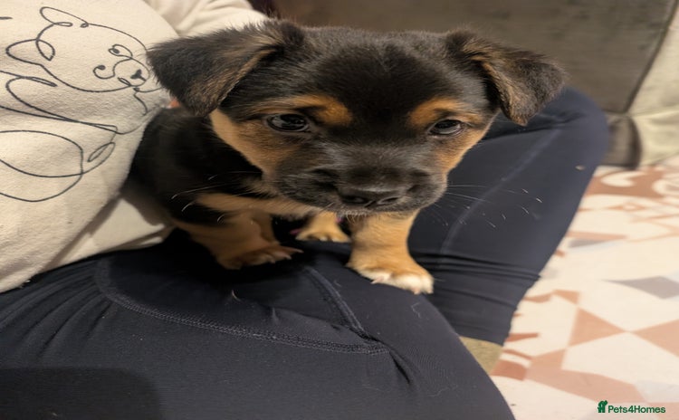 Jack Russell dogs Black & tan Jack Russel cross boy - Advert 1