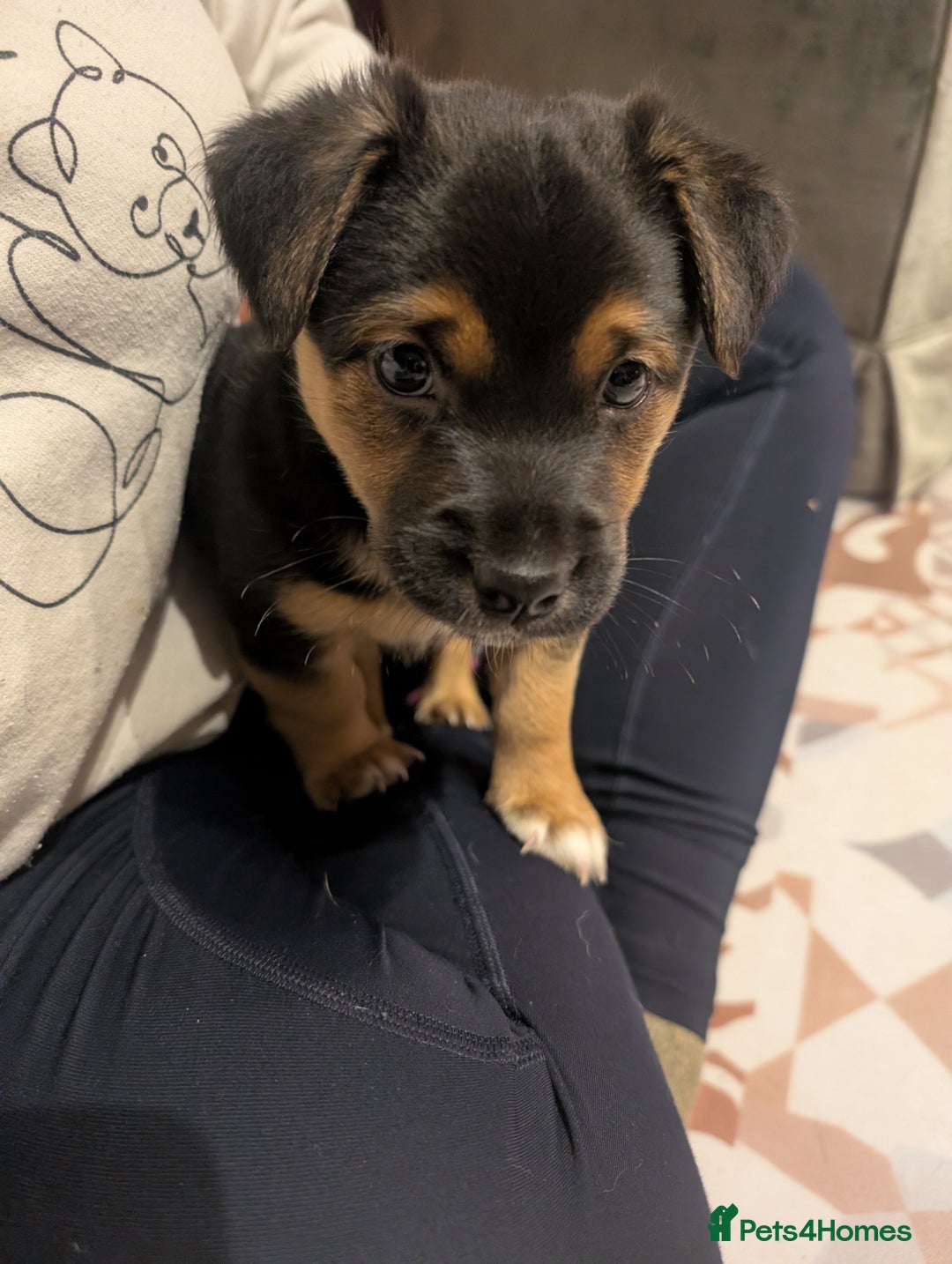Jack Russell dogs for sale: Black & tan Jack Russel cross boy - Advert 1