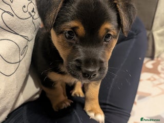 Jack Russell dogs for sale: Black & tan Jack Russel cross boy - Advert 1