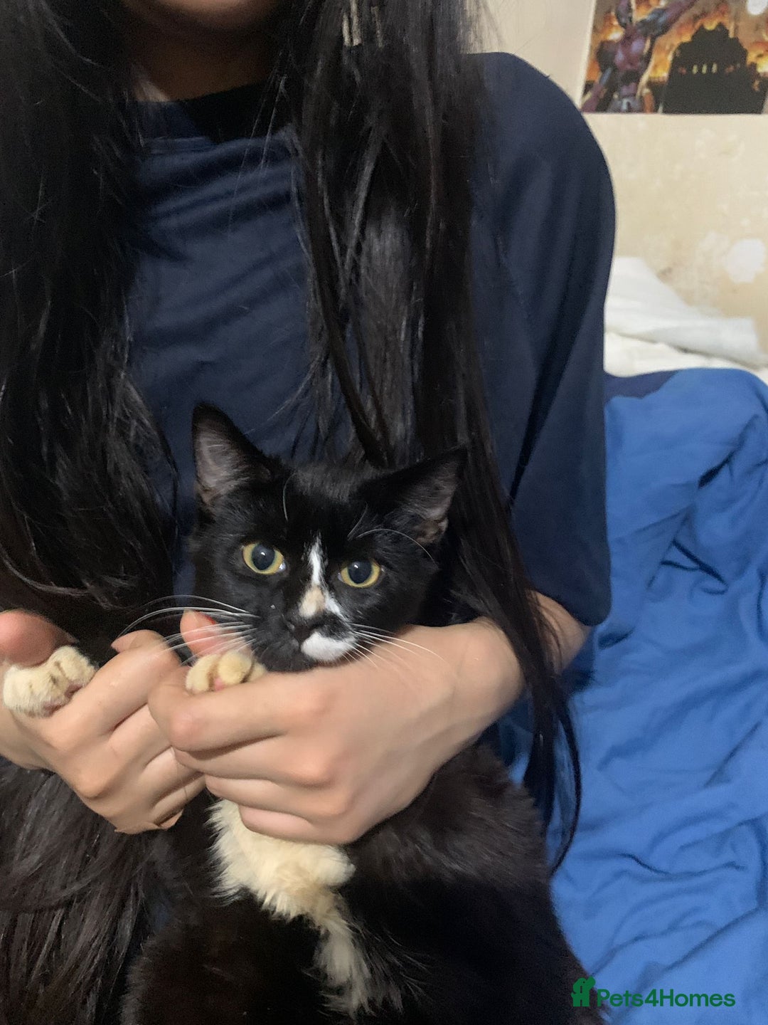 Mixed Breed cats for adoption: 4 lovely kittens looking for there forever home  - Advert 9