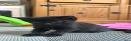 Domestic Shorthair cats for sale: 3 beautiful kittens  - Advert 3