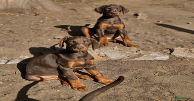 Dobermann dogs - Advert 9