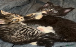 Ragdoll cats for sale: Ragdoll Kittens  - Image 3
