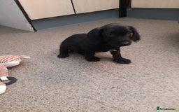 Miniature Dachshund dogs for sale: Miniture dashounds wire hair  - Image 16
