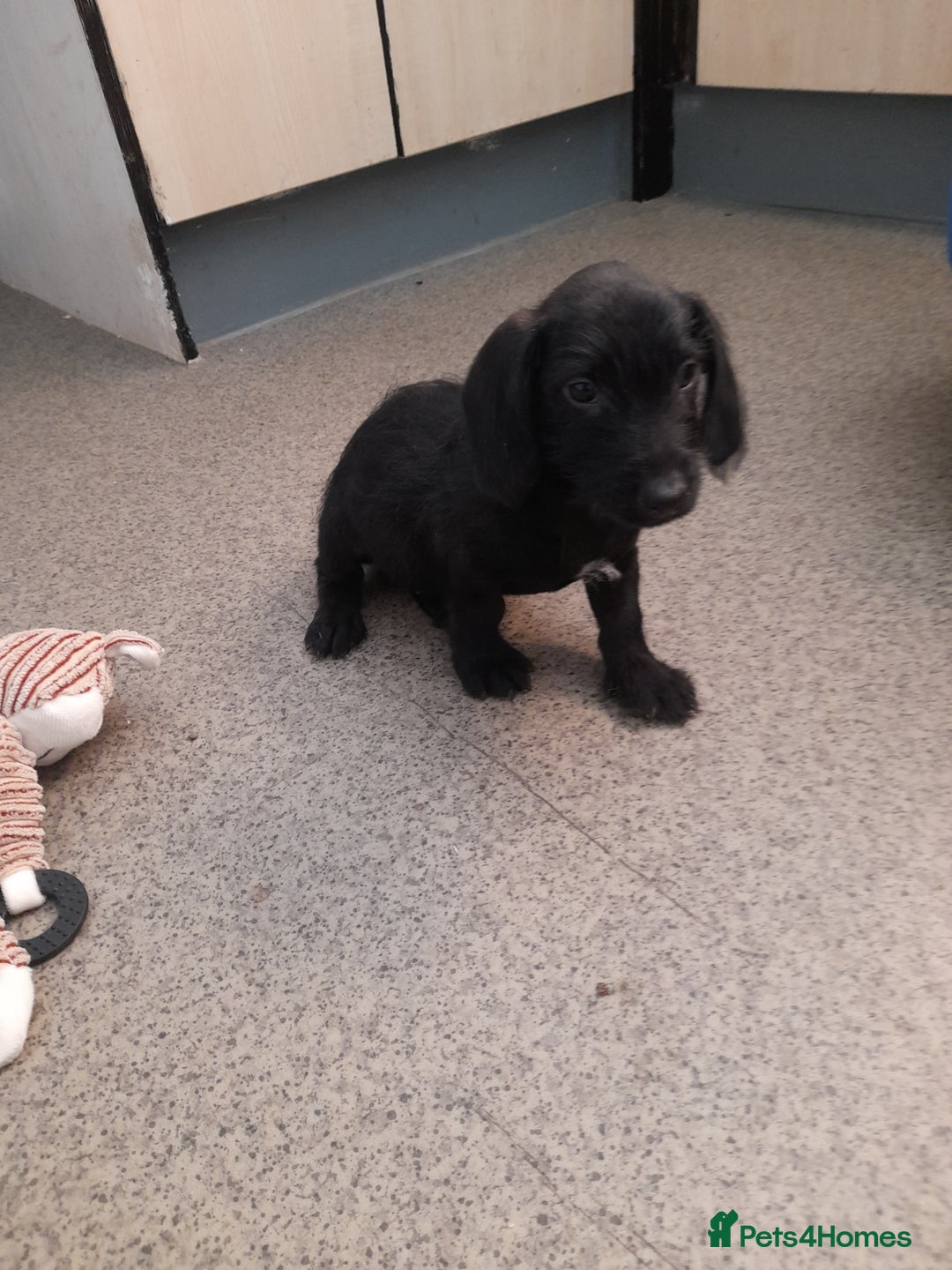 Miniature Dachshund dogs for sale: Miniture dashounds wire hair  - Image 16