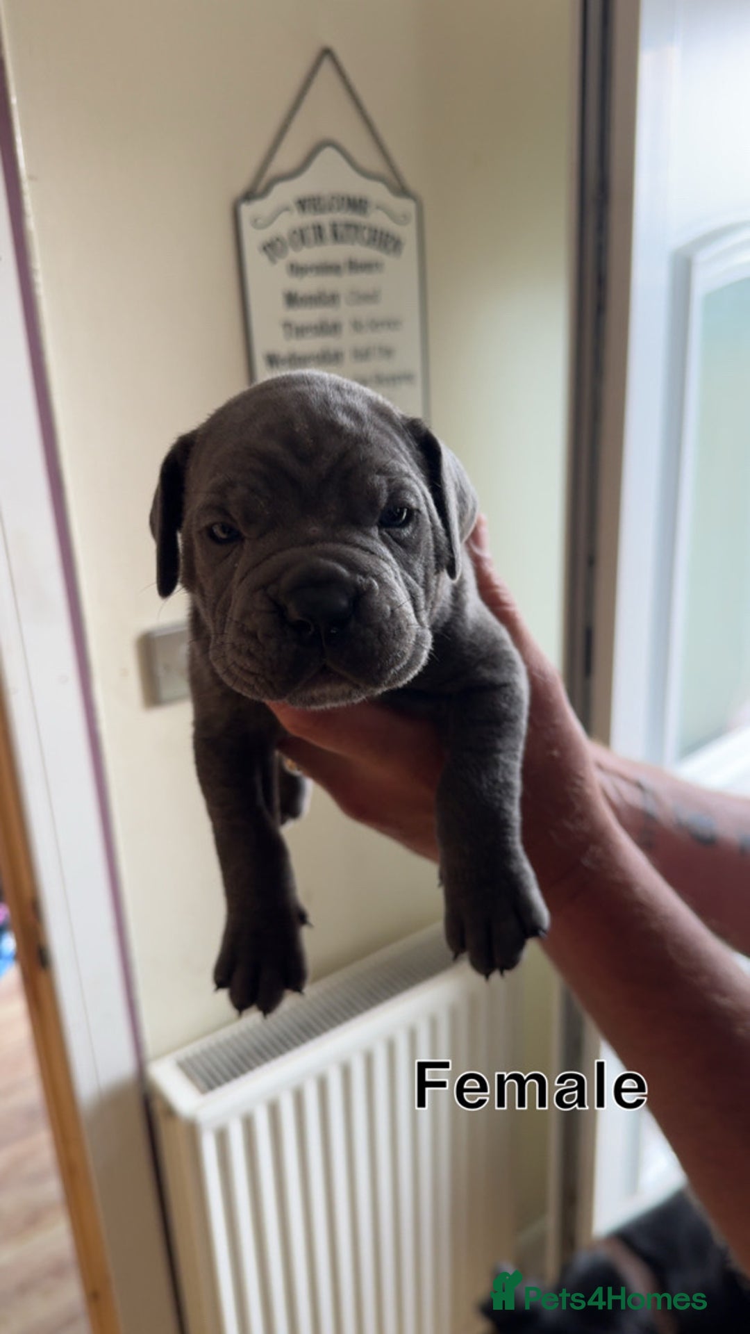 Cane Corso dogs for sale: Cane Corso Puppies - Image 19