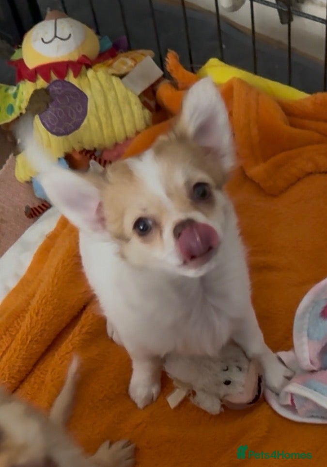 Chihuahua dogs Chihuahua puppies 🐶  - Advert 1