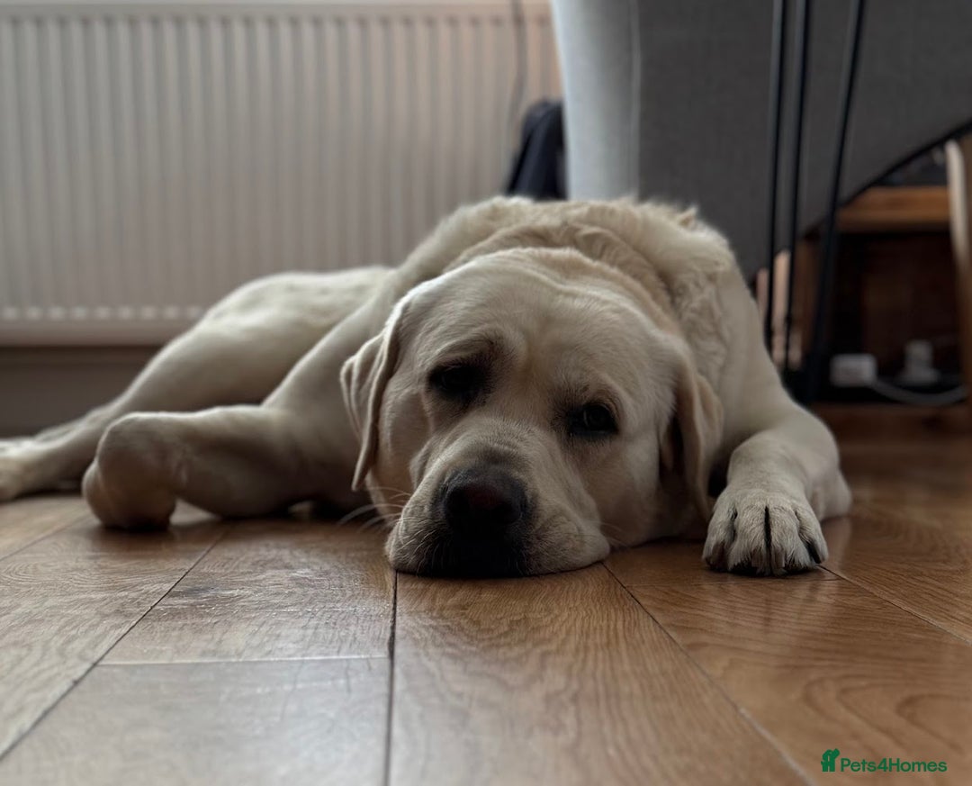 Labrador Retriever dogs for stud: Bruno Kler - Advert 2