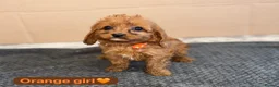 Cavapoo dogs for sale: Beautiful Cavapoo Puppies🐶❤️ - Advert 19
