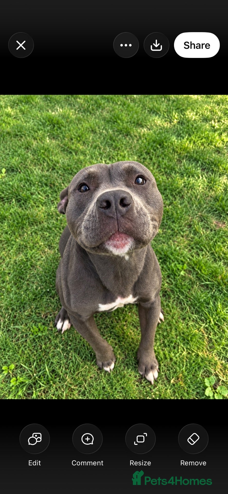 Staffordshire Bull Terrier dogs 💗 Stella the staffy 💗 - Advert 1