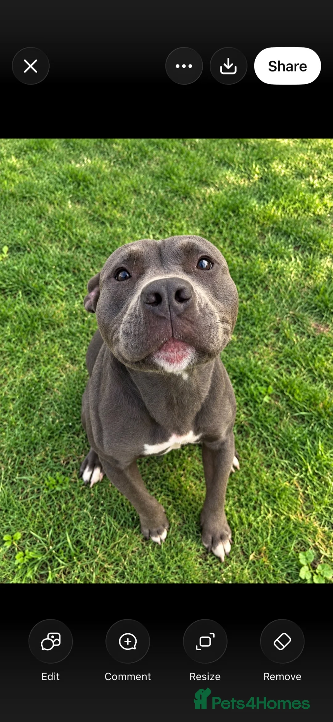 Staffordshire Bull Terrier dogs for sale: 💗 Stella the staffy 💗 - Advert 1