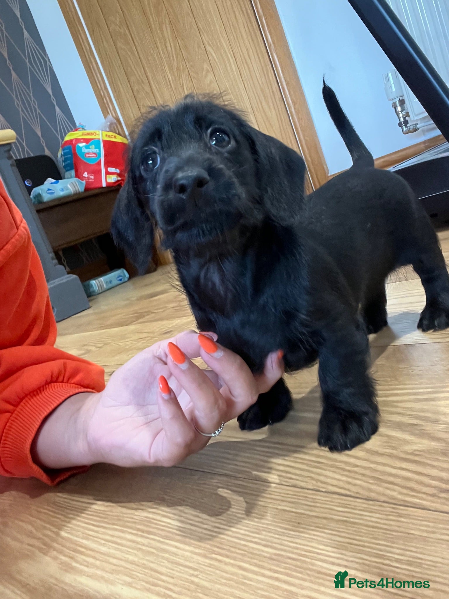 Miniature Dachshund dogs Home raised miniature wire haired dachshunds - Advert 2