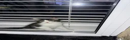 Mixed Breed cats for sale: 6 gorgeous kittens for sale - Advert 20