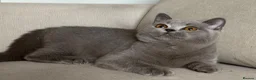 British Shorthair cats for sale: ✨ GCCF BEAUTIFUL KITTENS ✨ - Advert 8