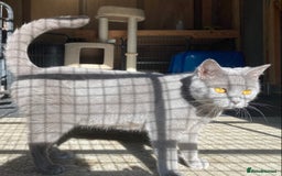 British Shorthair cats for sale: Retired breeding queen for calm, loving home - Image 2