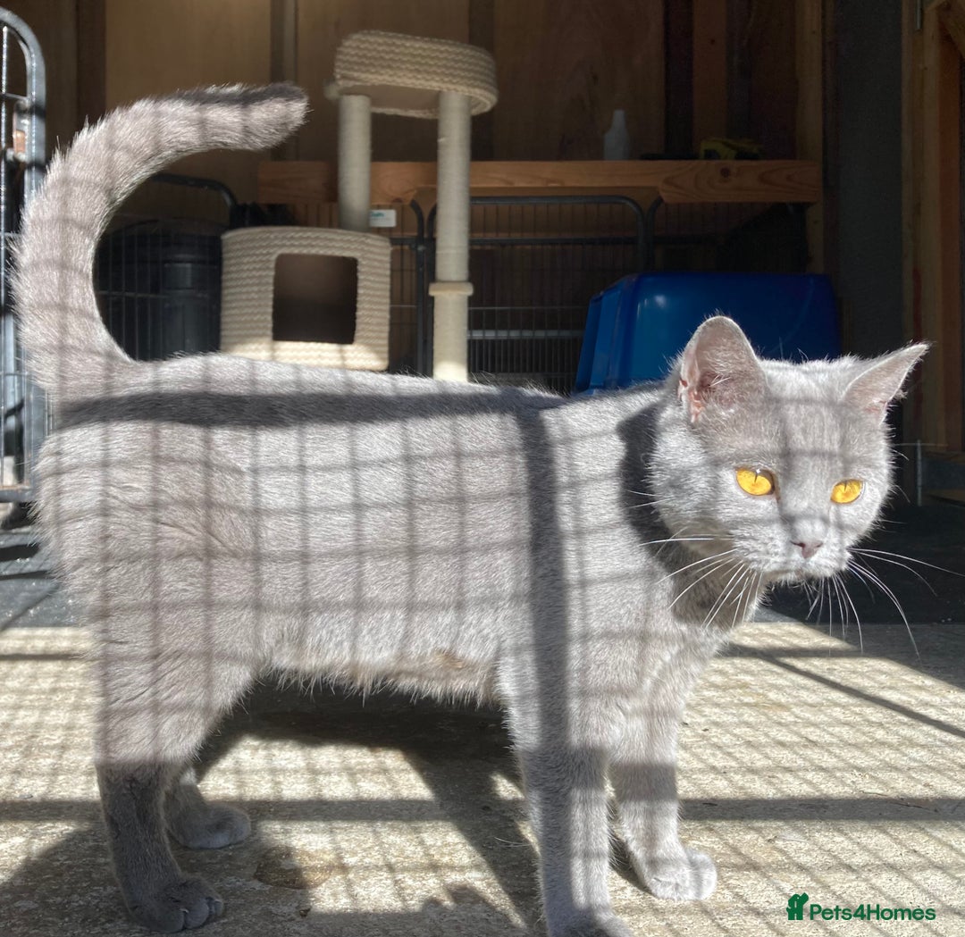 British Shorthair cats for sale: Retired breeding queen for calm, loving home - Image 2